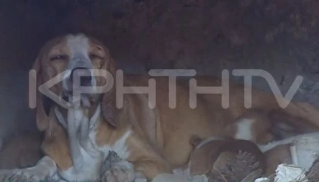 Κτηνωδία: Την «σφράγισαν» με τα κουτάβια της σε φούρνο και άναψαν φωτιά (βίντεο)